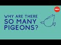 How Pigeons Took Over The World Elizabeth Carlen And Joanna Moles