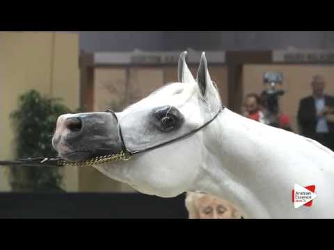 : N.190 FAHERA - Verona 2015 - Mares 7-9 years old (Class 8)