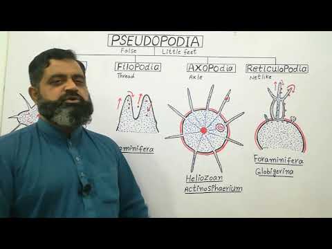 Pseudopodia Definition and Examples - Biology Online Dictionary