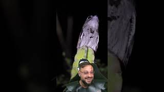 Urutau respondendo ao canto em Conceição do Coité BA #biologohenrique #animais #biologo