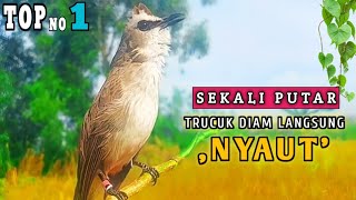 Download lagu Suara trucukan pemikat gacor, pancingan trucuk respon paling cepat nyaut mp3