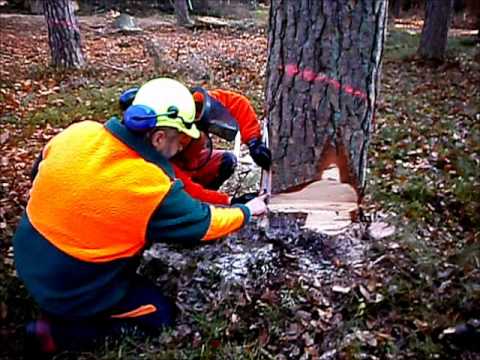 Sicherheitsfälltechnik an einer Kiefer (Greifzug unterstützte Fällung)