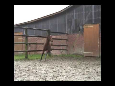 Stute * 2012 Florencio I x Sunny Boy x Werther