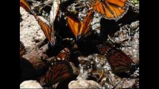 preview picture of video 'la mariposa monarca, angangueo, michoacan.wmv'