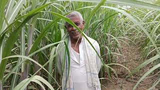 #sugarcane  #fertilizer  #organic