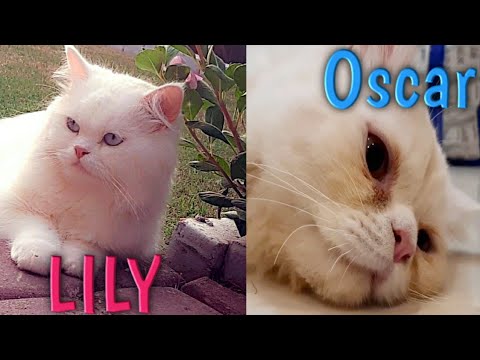 |Beautiful cats talking| Lily Blossom| Cute cats