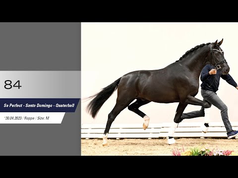 84 Hengst v So Perfect - Santo Domingo