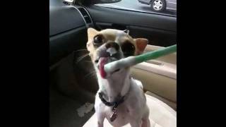 Fetch! Pet Care of Sacramento - Ki Lala the chihuahua loves Starbucks whipped cream!