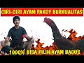 Ciri Ciri Ayam Pakhoy Cara Memilih Ayam Pakhoy Yang Bagus