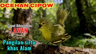 Download lagu Pancingan sirtu terbaik sepanjang masa,ampuh bikin emosi lawan mp3 Download lagu Pancingan sirtu terbaik sepanjang masa,ampuh bikin emosi lawan mp3