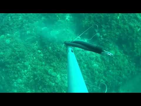 Pesca sub una grande faticata per una splendida insalata