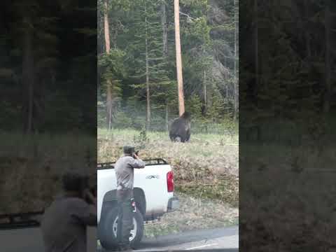 image-Are caribou in Yellowstone?