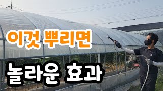 한여름 비닐하우스 이것 뿌리면 놀라운 효과