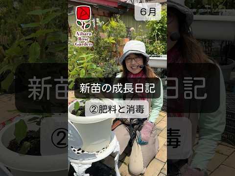 バラの茂みの下に何を置くべきですか、そしてその理由は何ですか？マルチと肥料の種類 + 冬のメンテナンスに関するおまけ  庭園