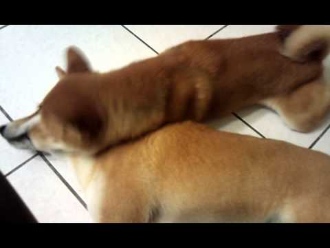 毛豆哥哥..我好癢阿~快替我抓抓(原發表者:毛豆姐)(影片)