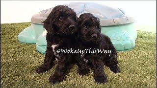 7 Week Old Puppies Playing - Labradoodles