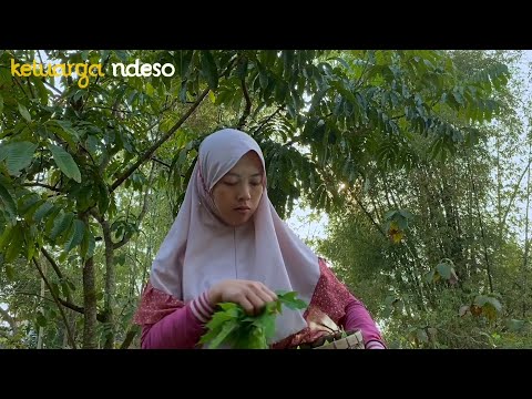 Tumis daun pepaya enak dan bikin nagih banget,sarapan pagi berdua