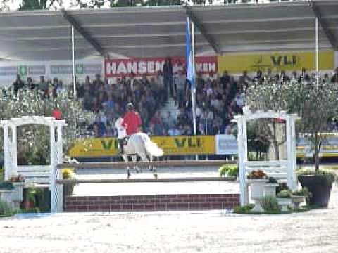 Cassus 2- jumping stallion  (Holst) by Cassini I