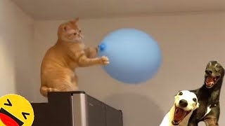 TRY NOT TO LAUGH Cat And Dog 🤣🤣 Best Funny Videos compilation - Fail Of Videos 😂 P66