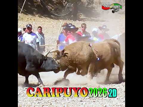 Toro Tinku de CARIPUYO 2026, 2Dia T4 "Artista-Yanayo". #almaproduccionesbolivia #shortsviral