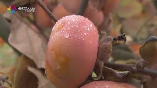 ΜΗΛΟΛΩΤΟΣ ΑΡΓΥΡΟΠΟΥΛΙΟΥ ΤΥΡΝΑΒΟΥ: ΤΟ ΜΥΘΙΚΟ ΦΡΟΥΤΟ ΤΗΣ ΘΕΣΣΑΛΙΑΣ 22 11 2025