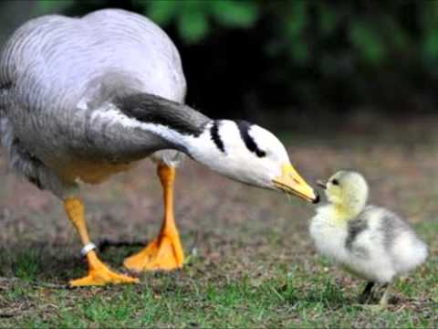 Maurice Ravel - Suite Ma mère l'oye / Mother Goose Suite