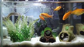 初心者アクアリウム【金魚＆ドジョウ混水】