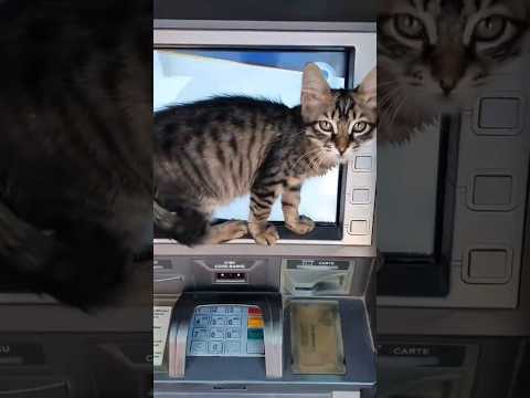 تثبيت قطاوي😍قطة جميله جدا 😅قطط مضحكه🐈💰#قطة #cat #قطة_كيوت