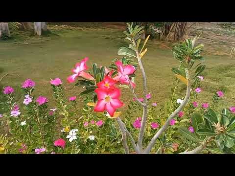 Lagoa da amizade em Iuiú Bahia está praticamente seca falta de chuva 🌧️