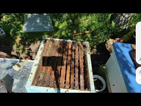 Пчеловодство. Сила летних роев в октябре. Перевозка летних роев на основной точек в октябре. #Пчёлы