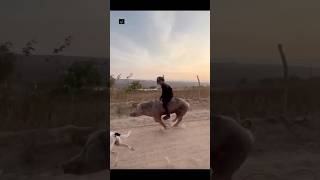 Download lagu Naik babi hemat BBM.🐷#babi #naikbabi##shorts #youtubeshorts mp3 Download lagu Naik babi hemat BBM.🐷#babi #naikbabi##shorts #youtubeshorts mp3