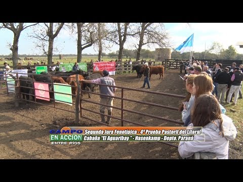 Angus - 4ª Prueba Pastoril del Litoral - Margarita Günthardtr