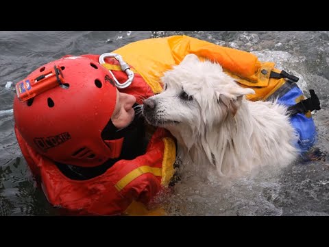 100 Heartwarming Acts Of Kindness Towards Animals That Will Go Straight Into Your Heart!