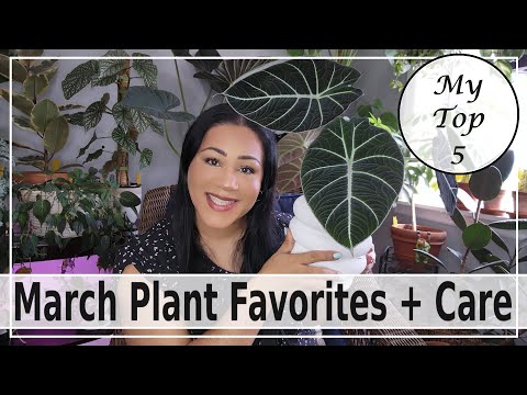 March Plant Favorites +Care #plants #houseplants #top #easy #monthly #care #favorite #latinaplants