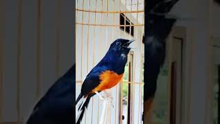 Download lagu murai batu suara tengkek buto #muraibatu #muraibatugacor #murai #birds #bird #animals #animal mp3