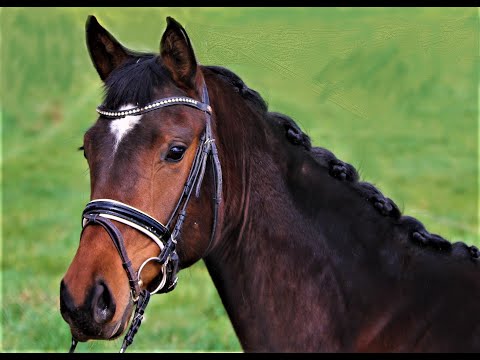 Forana von Worrenberg, geb. 2017, For Romance x Sezuan, OL