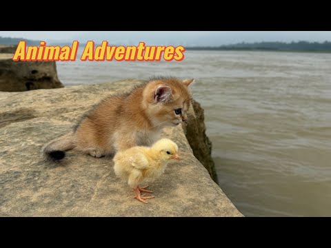 ヒヨコと一緒に冒険に出かけた子猫。草原を駆け回って、岩陰で寄り添う姿にホッコリ♡ | TRILL【トリル】