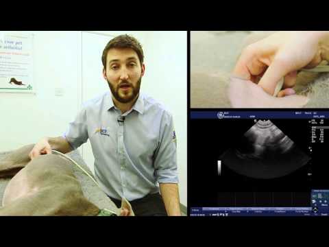 IMV imaging Small Animal Advanced Abdominal Ultrasound Video 4 – Right Adrenal Gland