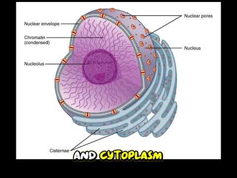 Nuclear Membrane Mimics: The Frontier of Cellular Engineering