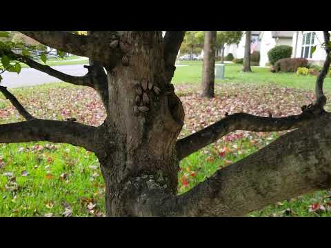 Spotted Lanternflies Infest Property in Skillman, NJ