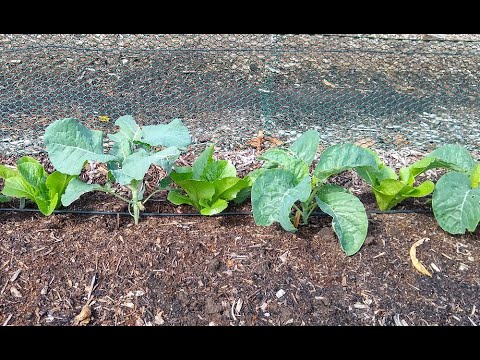 , title : 'Spacing and interplanting broccoli, cauliflower, and cabbage in Southern California'