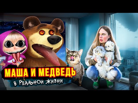 Masha and the Bear EXE in REAL LIFE in our house with cats and a dog