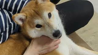 ダブルコートなみた。#柴犬#犬との暮らし#日常#面白い#かわいい#癒し#shibainu