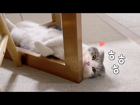 사람 말 다 알아듣는데 못 들은척하는 고양이