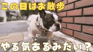 寒いの苦手な愛犬が寒さ克服したかも？😳
