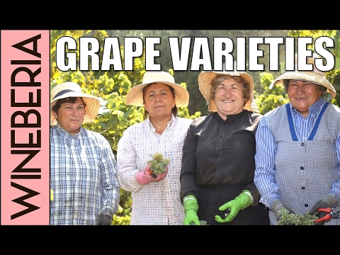 UNIQUE GRAPE VARIETIES | The secret behind the character of Portuguese and Spanish wines