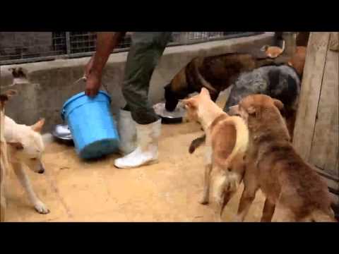 Copy of ESMA dogs   Part 2