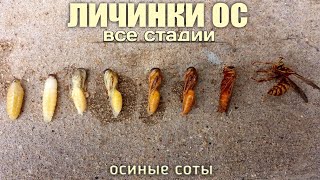 Личинки осы для рыбалки