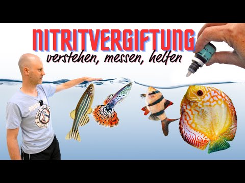 Schütze deine Fische vor Vergiftung! - Vorbeugung und Bekämpfung von Nitrit im Aquarium