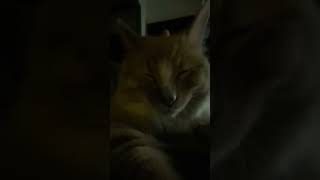 #猫  #可愛い猫